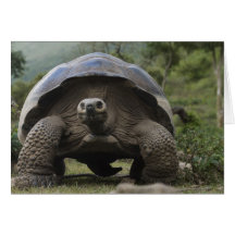 Galapagos Giant Tortoises Geochelone Greeting Card