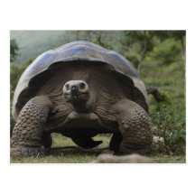Galapagos Giant Tortoises Geochelone Post Card