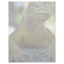 Galapagos Land Iguana Custom Letterhead
