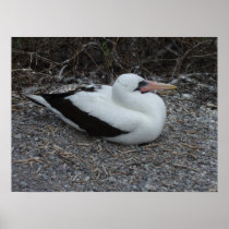 Galapagos Masked Booby Bird Print