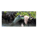 Galapagos Pelican posters by creation4u Galapagos Pelican posters