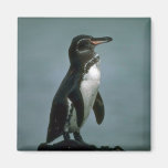 Galapagos' Penguin On Lava Rock Refrigerator Magnets