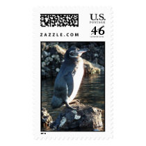 Galápagos Penguin postage