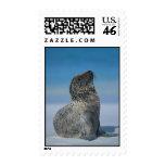 Galapagos Sea Lion Postage Stamps