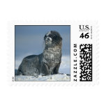 Galapagos Sea Lion Postage Stamps