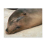 Galapagos Sea Lion Post Card