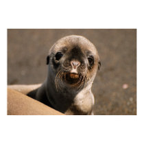Galapagos Sea Lion posters