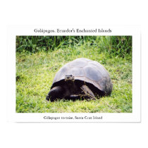 Galápagos tortoise, big as he wants to be posters by torrequemada Galápagos tortoise, big as he wants to be posters