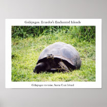 Galápagos tortoise, big as he wants to be posters