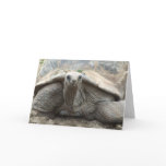 Galapagos Tortoise Card