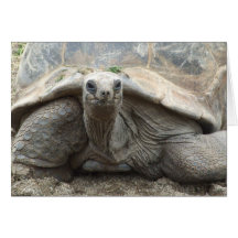 Galapagos Tortoise Card