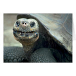 Galapagos Tortoise Greeting Card