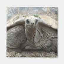 Galapagos Tortoise Magnet