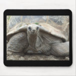 Galapagos Tortoise Mousepad