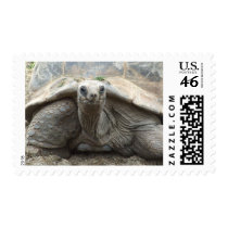 Galapagos Tortoise Postage Stamps