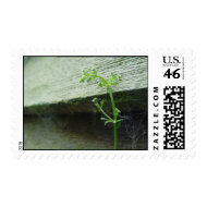 GaliumHercynicum stamp