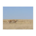 Galloping Antelope postcards