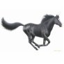 Galloping Black Horse Hol...