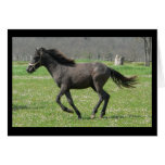 Galloping Colt Greeting Card