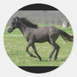Galloping Colt Sticker