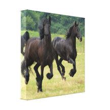 Galloping Friesian Horses Canvas Print
