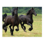 Galloping Friesian Horses  Postcard