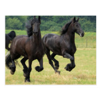 Galloping Friesian Horses  Postcard postcards