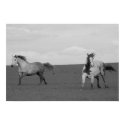 Galloping Horses Canvas Poster posters