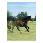 Galloping Mustangs Postcard
