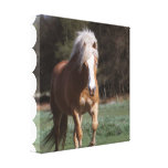 Galloping Palomino Canvas Print