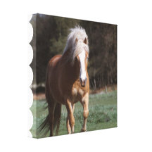 Galloping Palomino Canvas Print