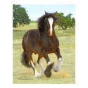 Galloping Shire posters