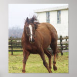 Galloping Stallion, Print