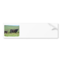 Galloway Cow and Calf 9A29D-12 Bumper Sticker