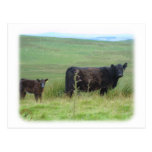 Galloway Cow and Calf 9A29D-12 Postcards