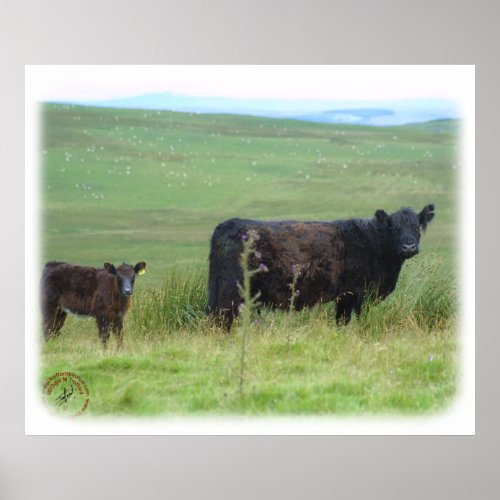 Galloway Cow and Calf 9A29D-12 print