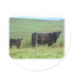 Galloway Cow and Calf 9A29D-12 Sticker