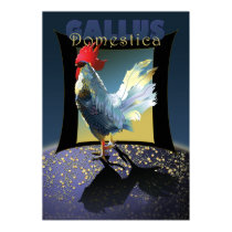 Gallus Domestica posters