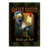 Gallus Gallus International posters