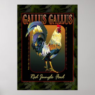 Gallus Gallus International print