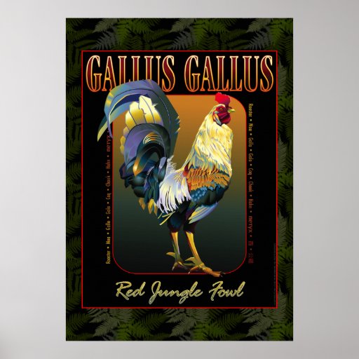 Gallus Gallus International Posters