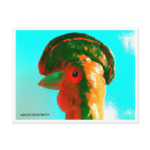 Galo da Serra ( Cock-of-the-Rock ) postcards