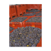Gamay grapes just in from the harvest at the