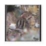 Gambel’s Quail baby Magnet