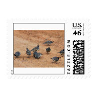 Gambel's Quail First Class Postage Stamps