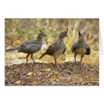 Gambel's Quail - Three Chicks 143 Greeting Cards