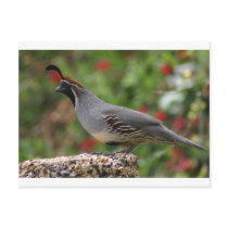 Gamble Quail postcards by jolalaw Gamble Quail postcards