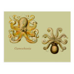 Gamochonia Horizontal Postcard