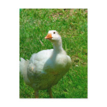 Gander postcards by angelandspot Gander postcards