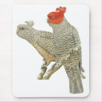 Gang-gang Cockatoo Pair - Callocephalon fimbriatum mousepads by LisasLair Gang-gang Cockatoo Pair - Callocephalon fimbriatum mousepads